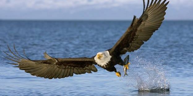 kartal